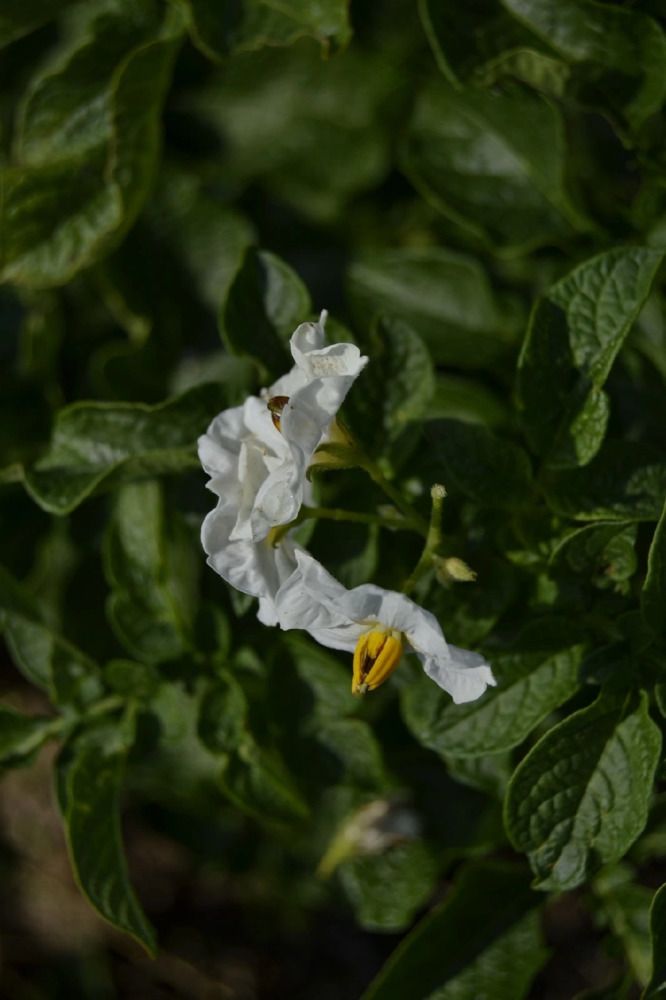 Фотография автора Антонина Клементьева