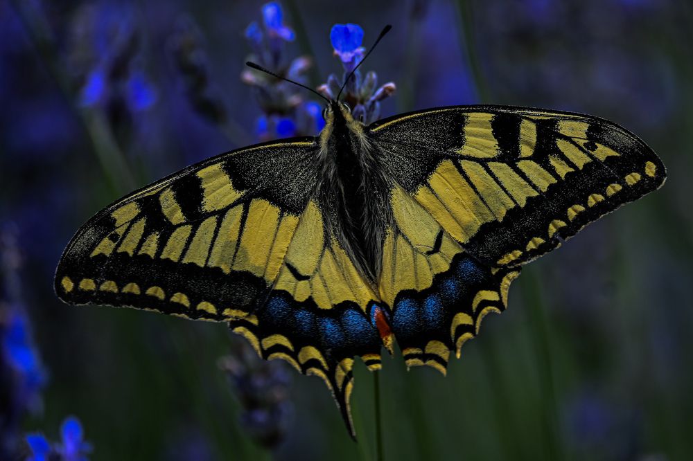 Photograph by Pavle Paunov