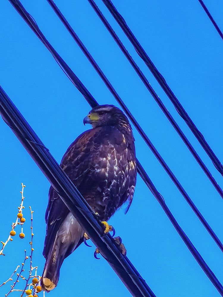 All under the watchful eye of a hawk