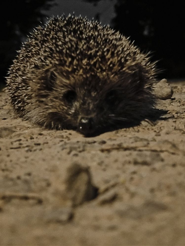 Photograph by Ksenija Bartoško