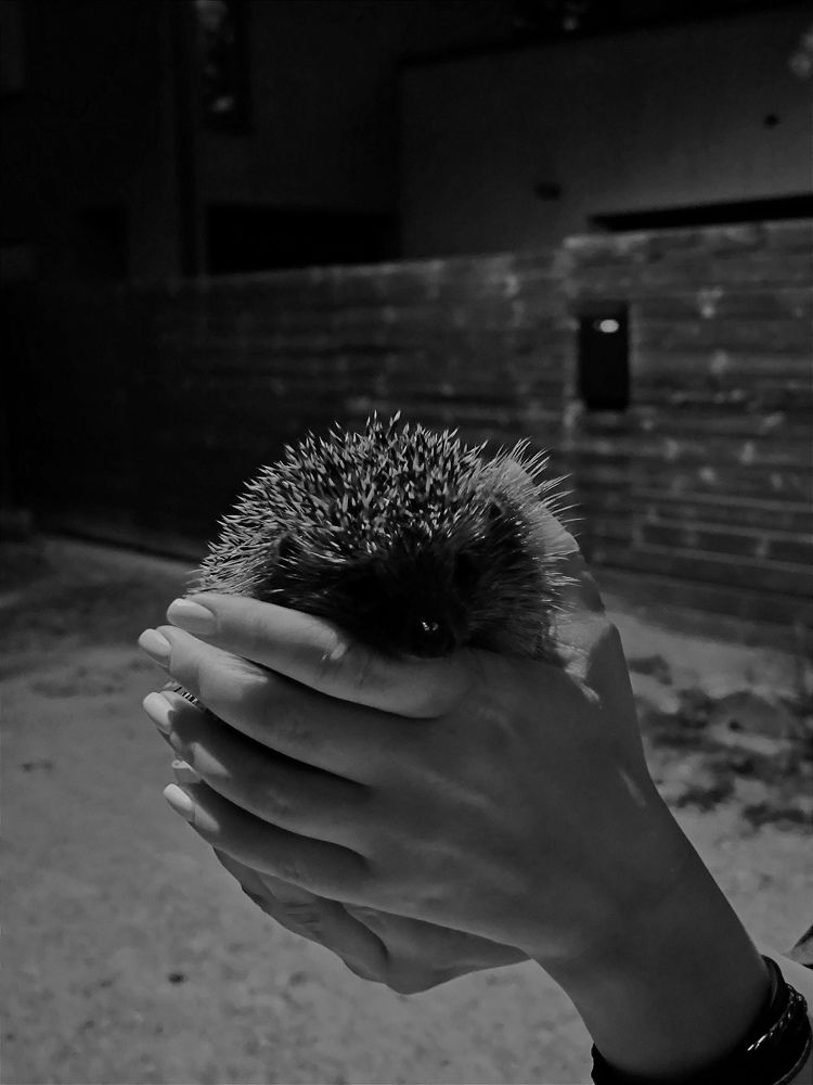 A hedgehog on a night street in Vilnius