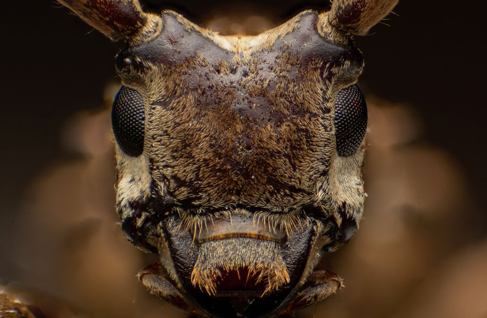 Photograph by Tharindu Gunarathna