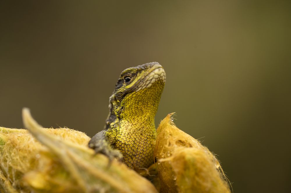 Photograph by Claudia Ruiz