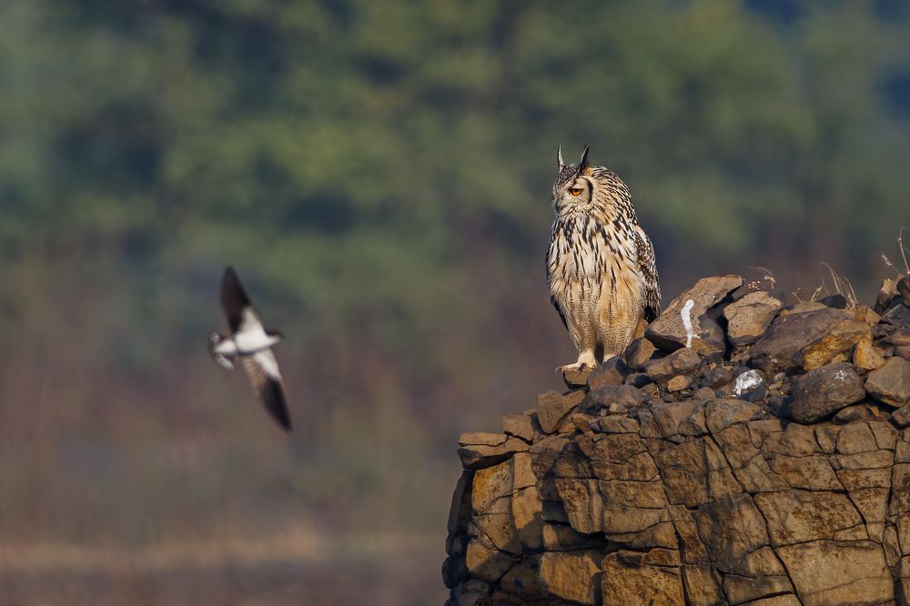 A Rock Eagle Owl watching a Wire tailed swallow trying to intimidate it