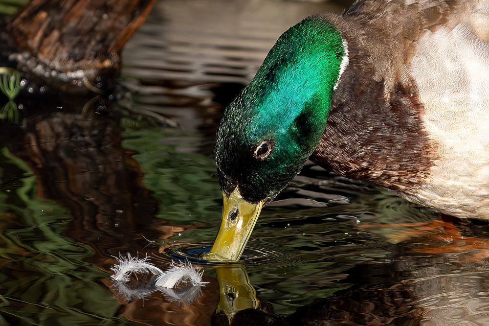 Photograph by Марина Виноградова