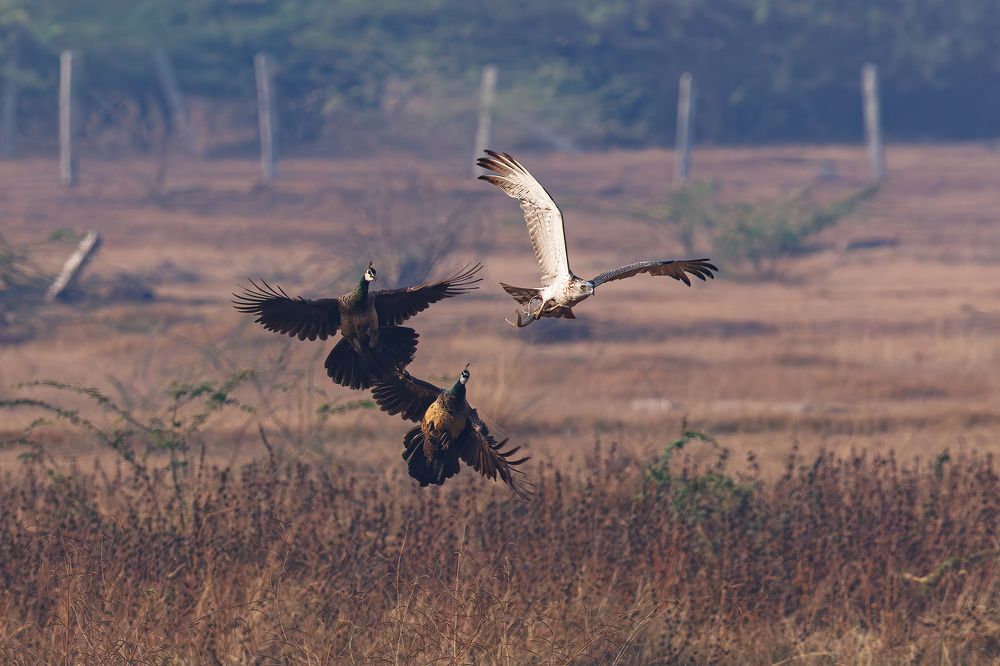 Thats my food - Peacocks chasing a Short Toed Snake Eagle with a snake!