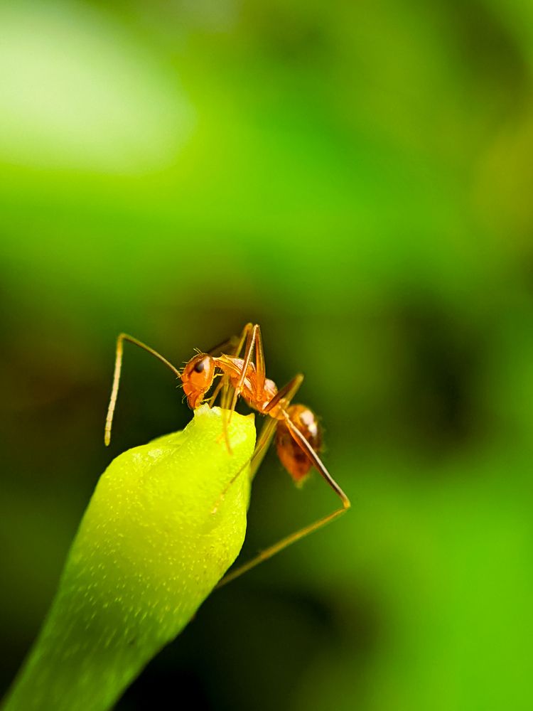 Fire ant (solenopis)