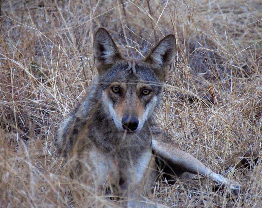 Wolf looks on from maidst grasses