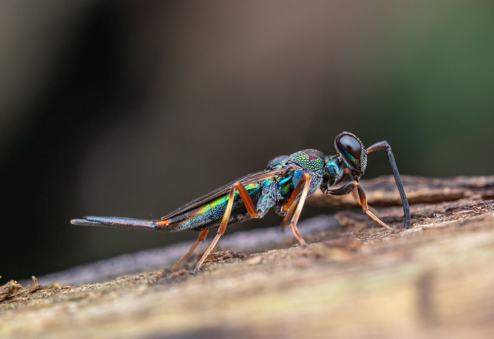 Photograph by Loo kok hua Loo