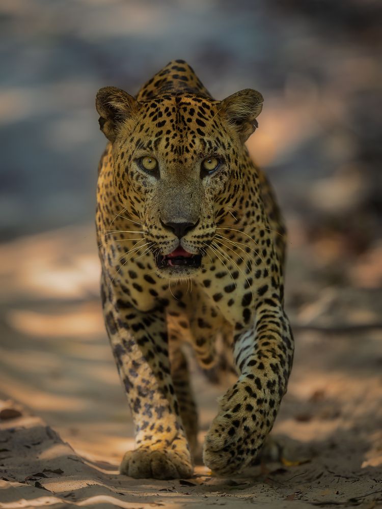 Фотография автора Anand Kumar