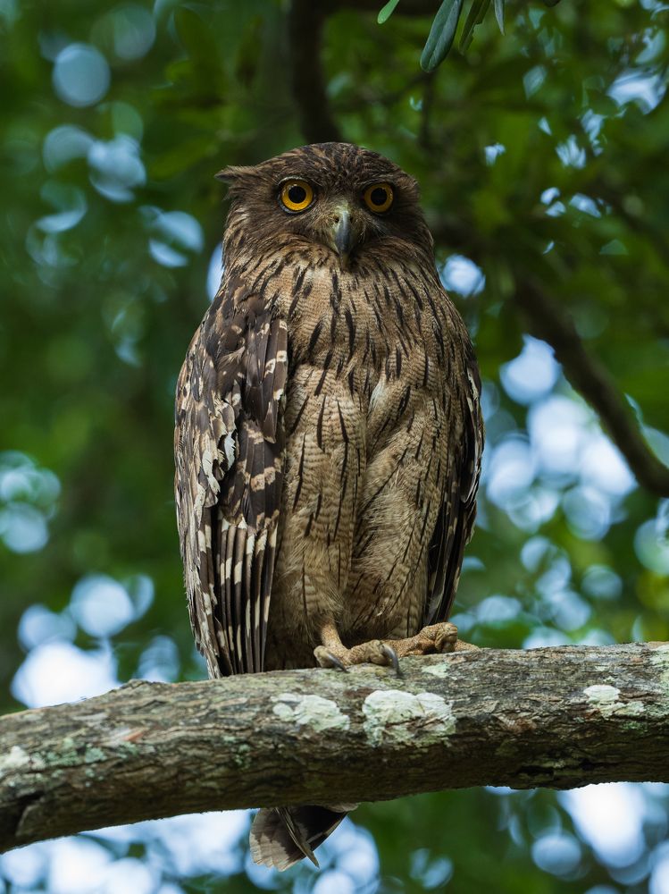 Фотография автора Anand Kumar