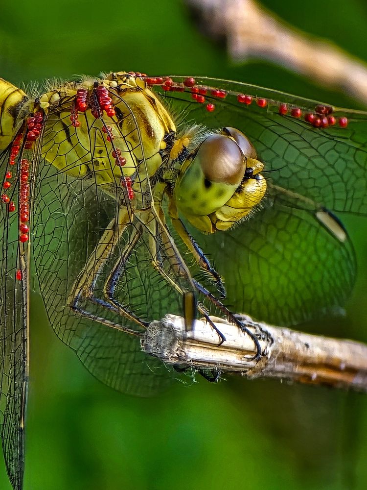 Photograph by Эльвира Куликова