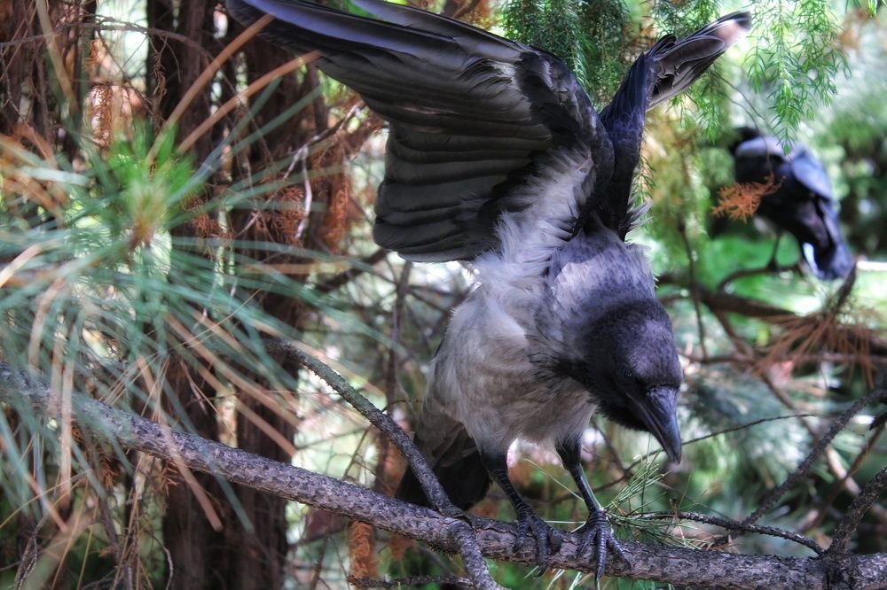 Photograph by Эльвира Куликова