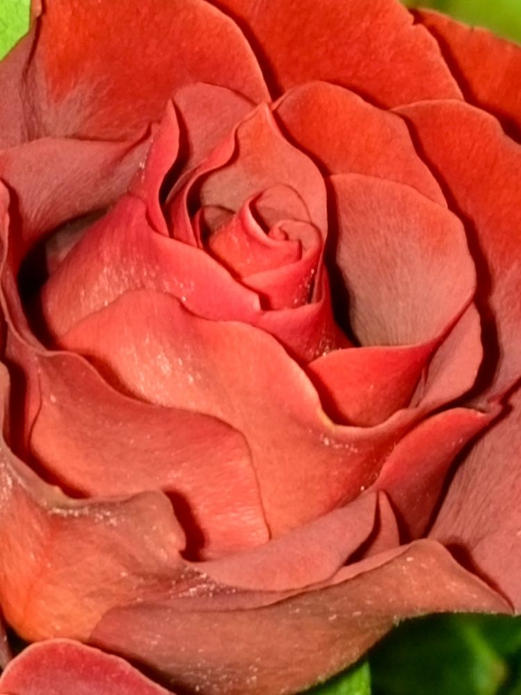 Бархат розы