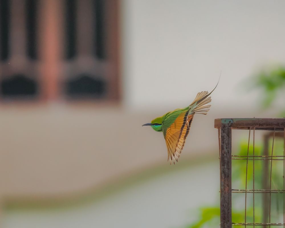 Photograph by Hardeep Solanki