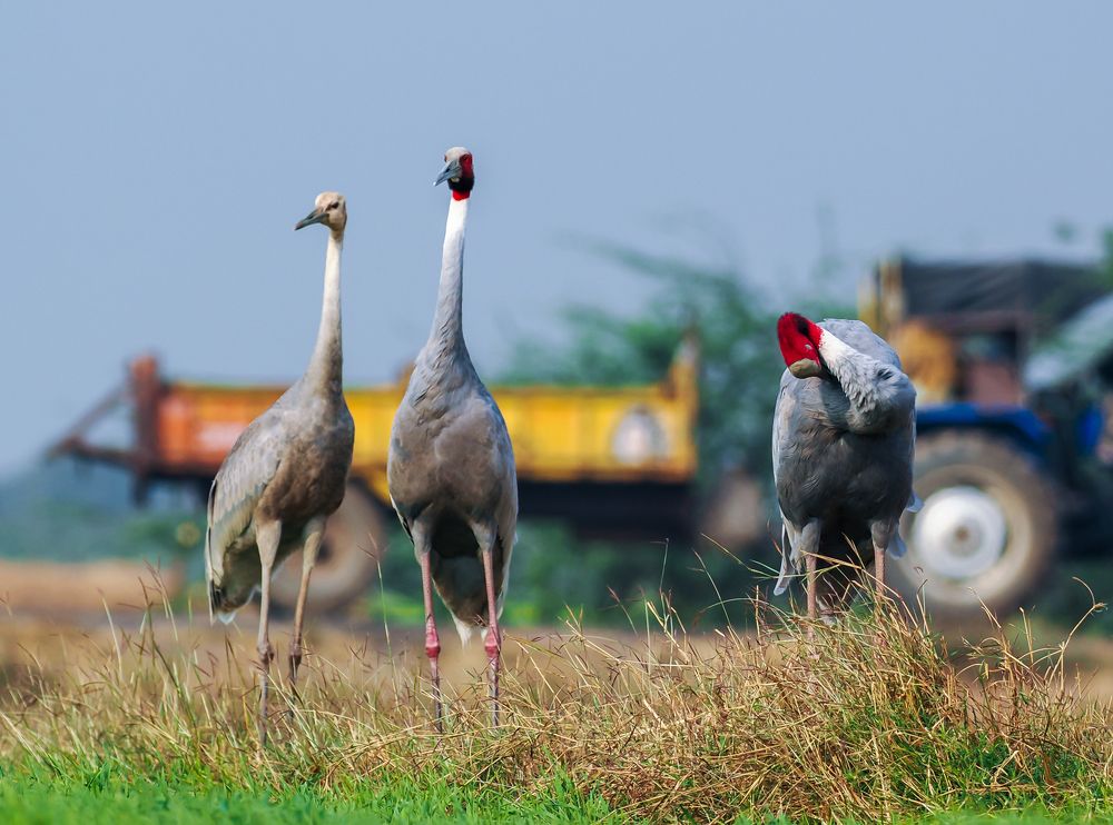 Photograph by Hardeep Solanki