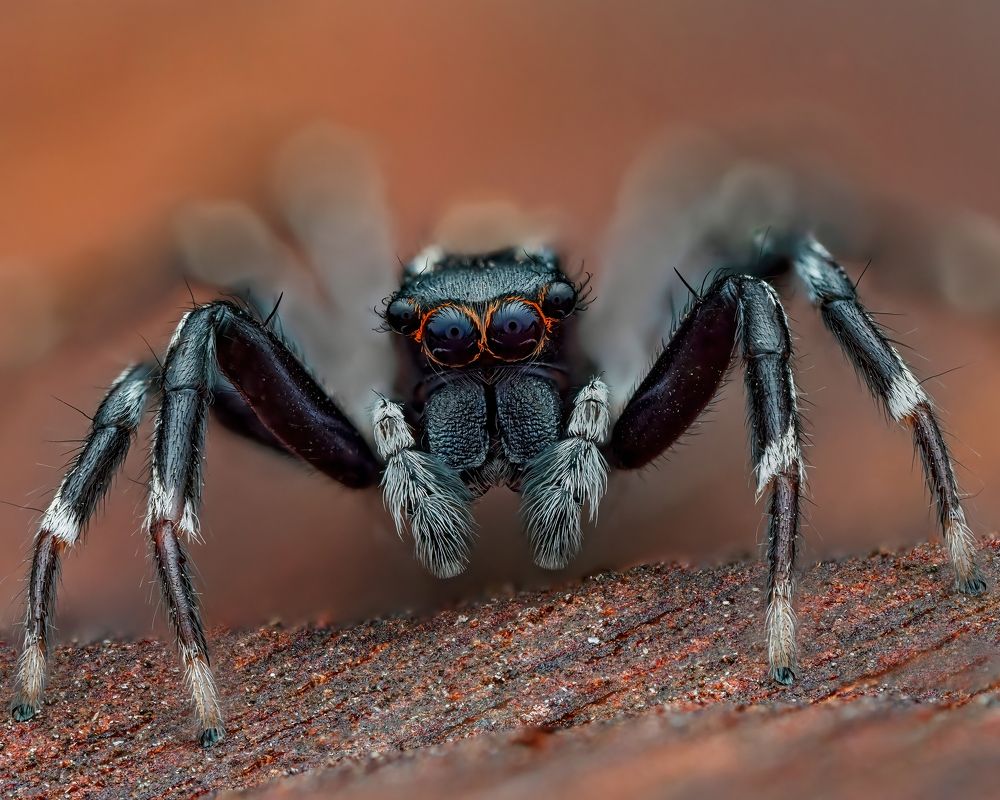 Фотография автора Craig Loechel