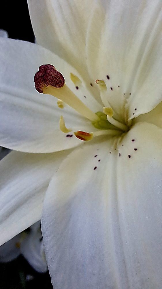 Photograph by Николай Худяков