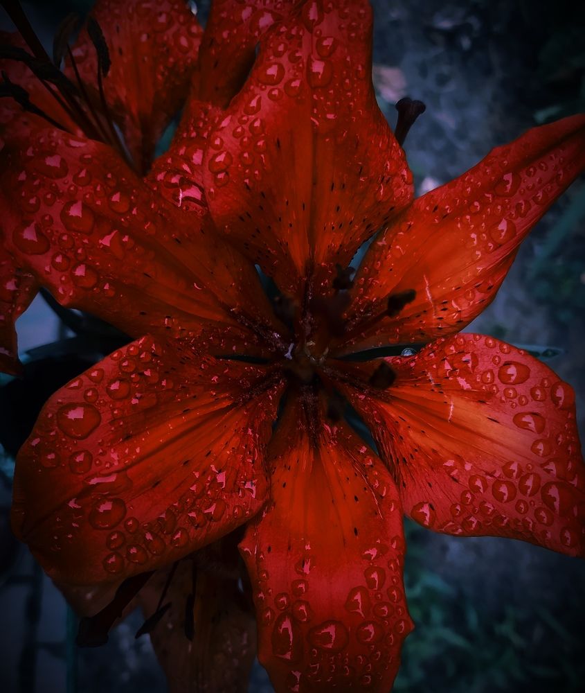 Photograph by Ирина Половцева