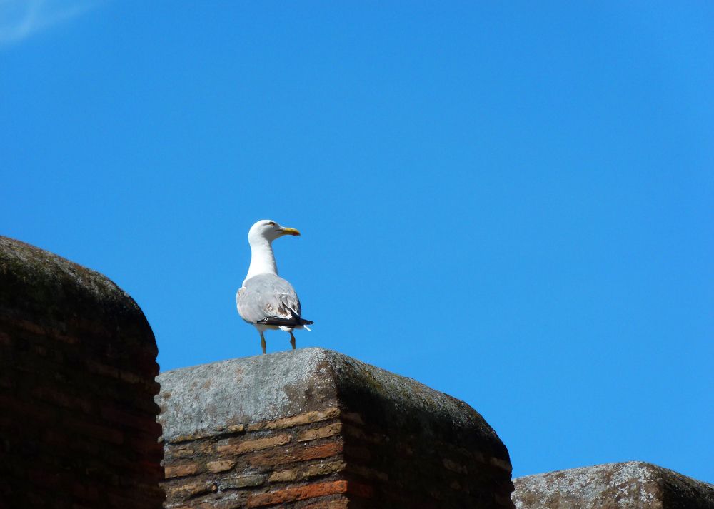 Фотография автора Silvia Tereza Ferrante de Lima