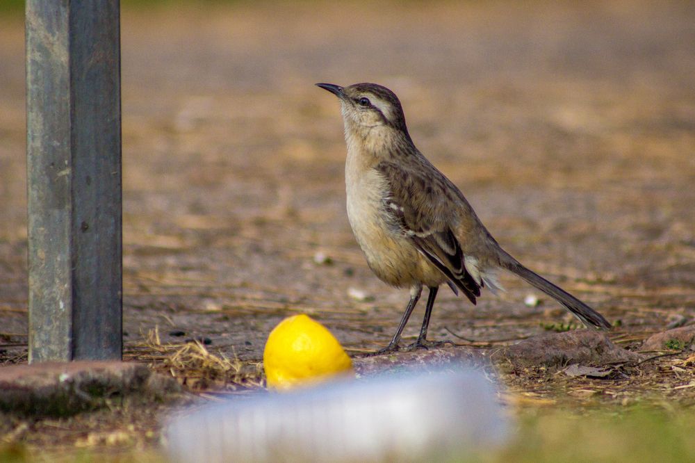 Bird in a diry park.