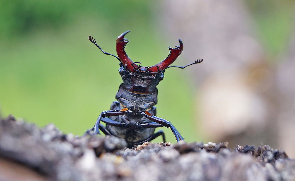 Жук-олень (Lucanus cervus)