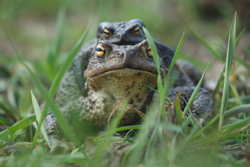 Серая жаба (Bufo bufo)