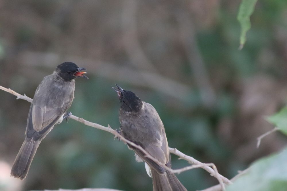 Фотография автора zakaria ahmad