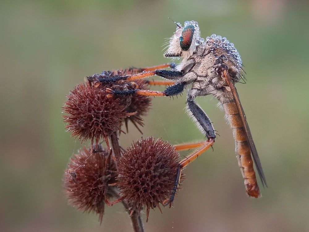 Photograph by Zaki Purnomo