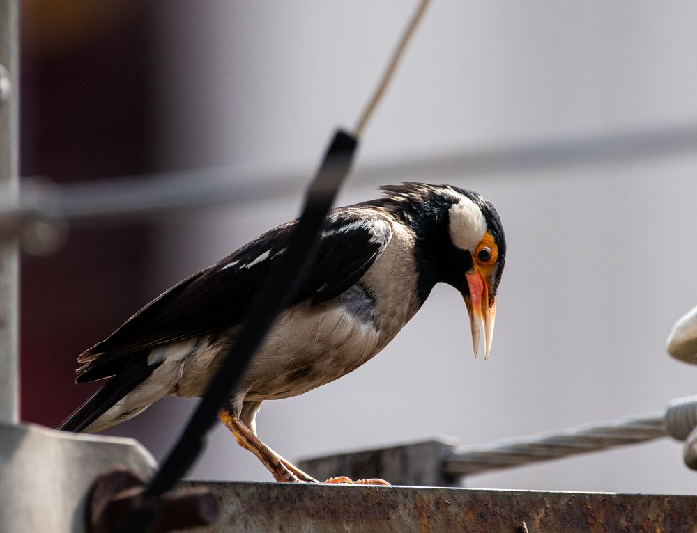 Photograph by Sudip Dey
