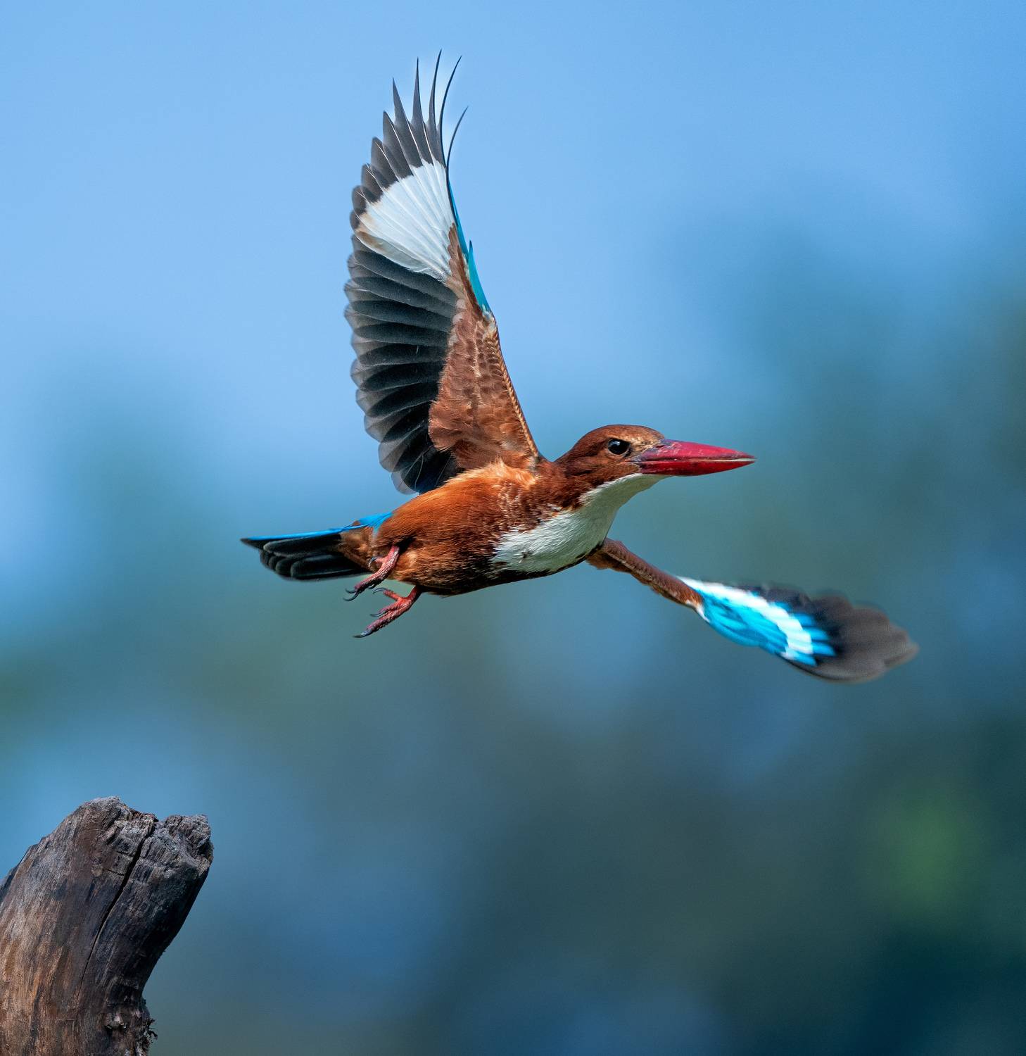 White throated Kingfisher