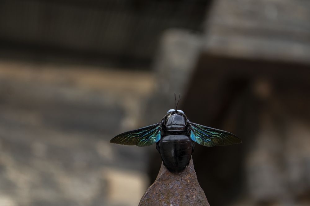 Photograph by Chamara Sulakkhana Polwatta Siriyalage