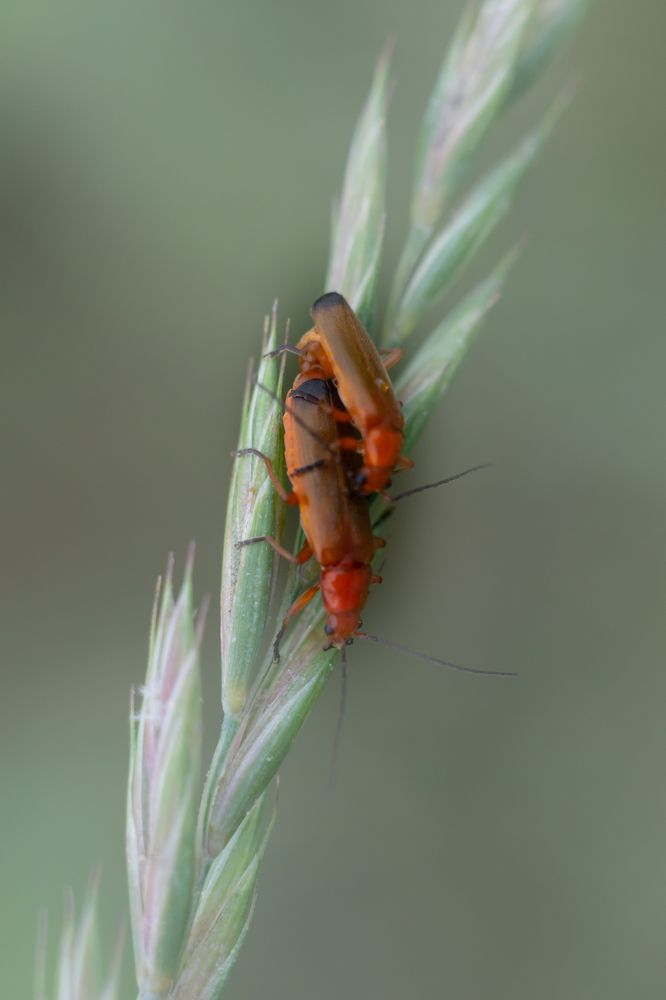 Photograph by Татьяна Чумакова