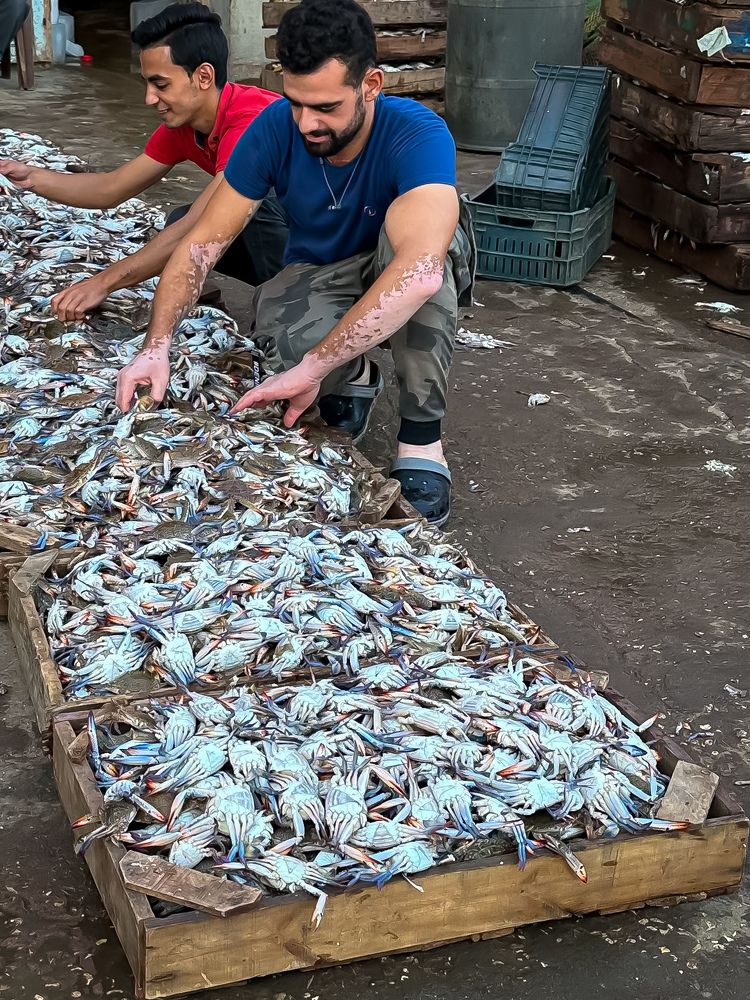 Фотография автора maram ali