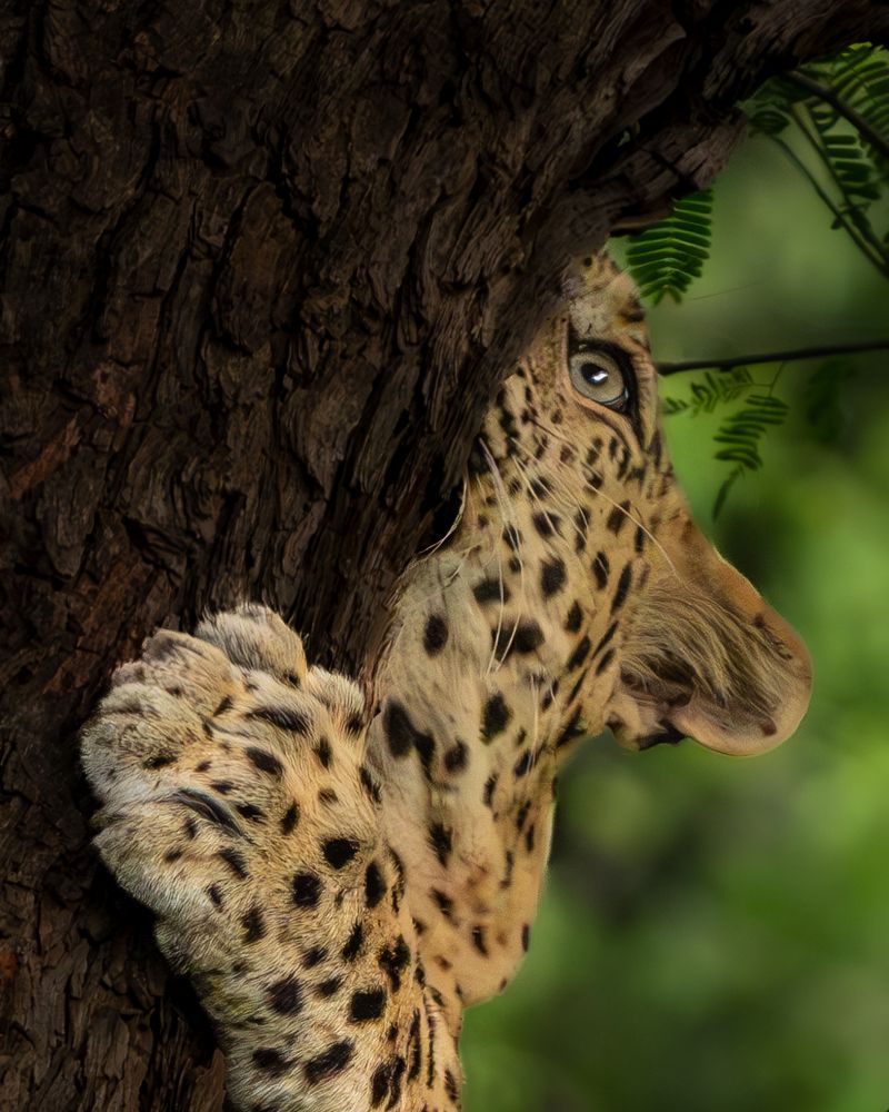 Photograph by Vipin P C