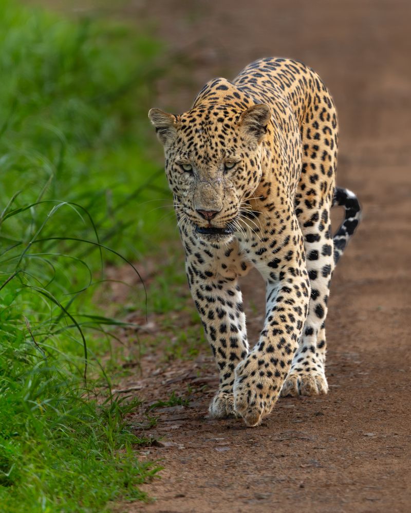 Photograph by Vipin P C