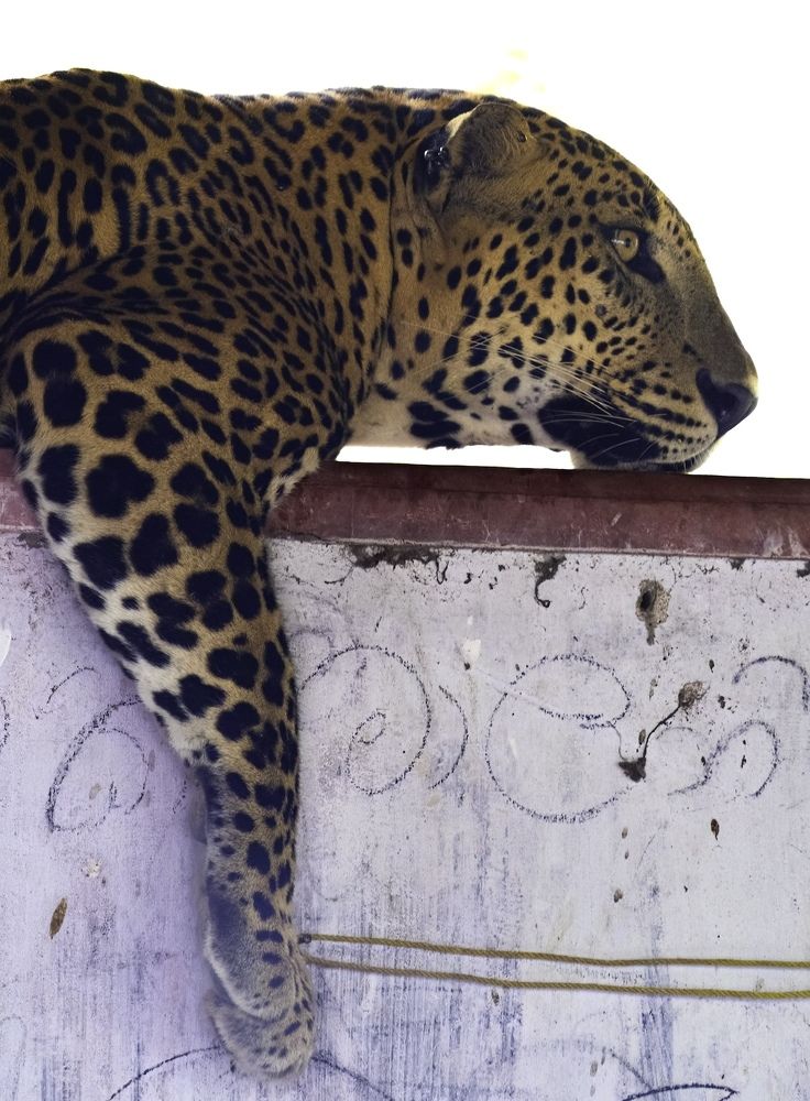 Photograph by HEMAMALI GUNASEKARA