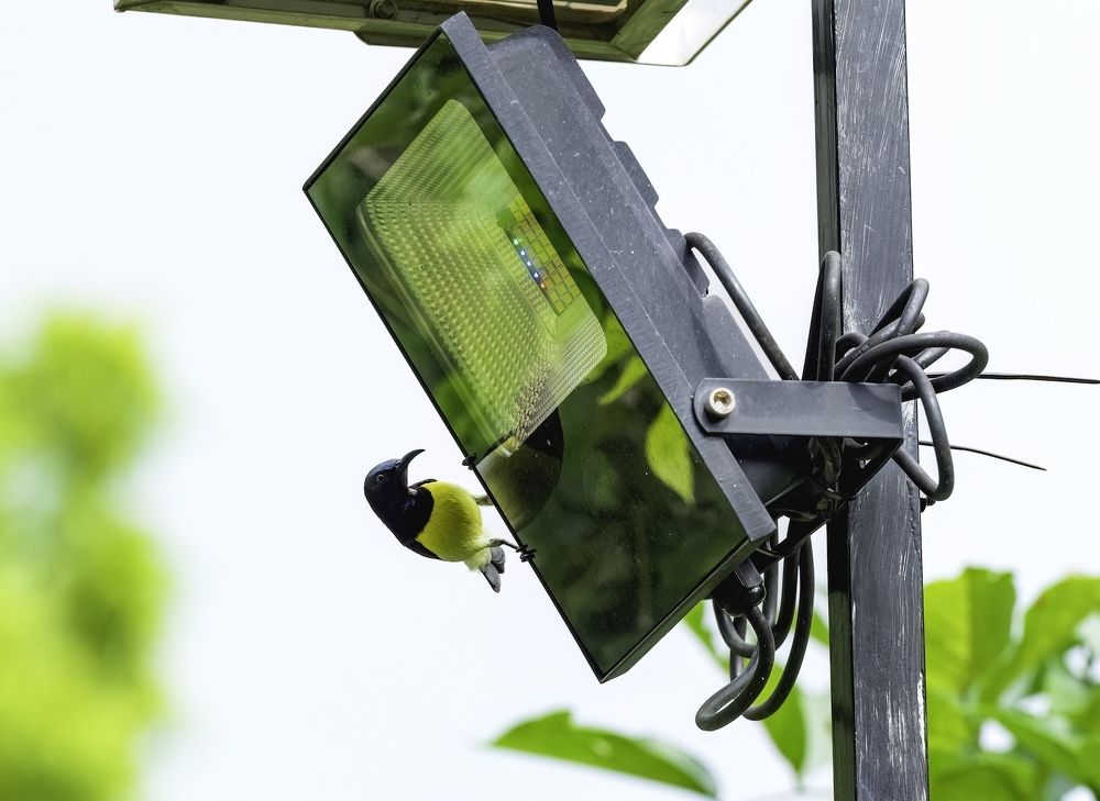 Photograph by HEMAMALI GUNASEKARA