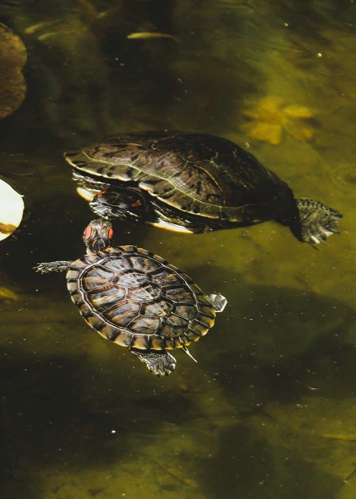 Photograph by Анастасия Свиридова
