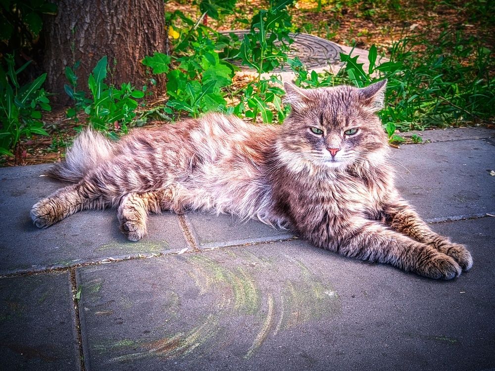 Photograph by Олега Тор