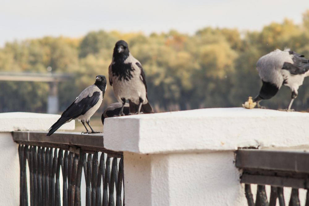 Photograph by Елена Квасова