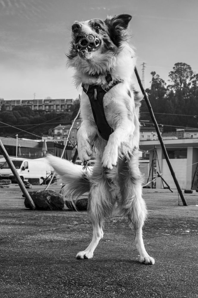 Фотография автора Sérgio Bruno Brandão