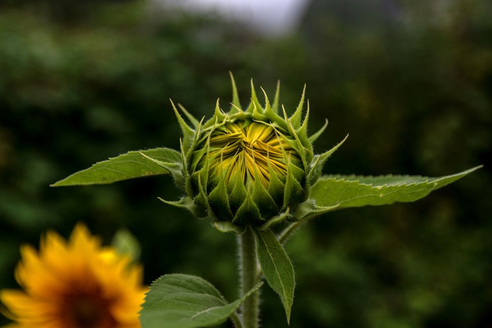 Photograph by Александр Панченко
