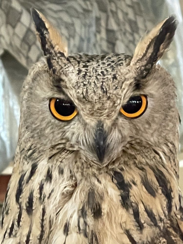 Photograph by Rozaliya Volosevich