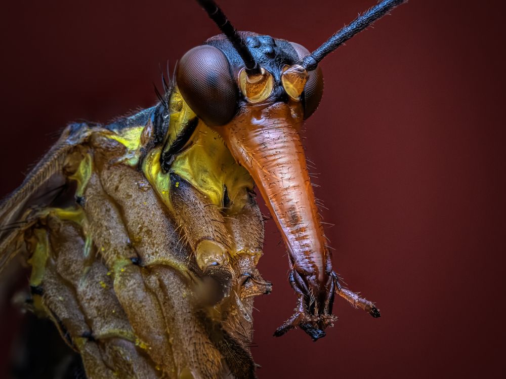 Скорпионница.