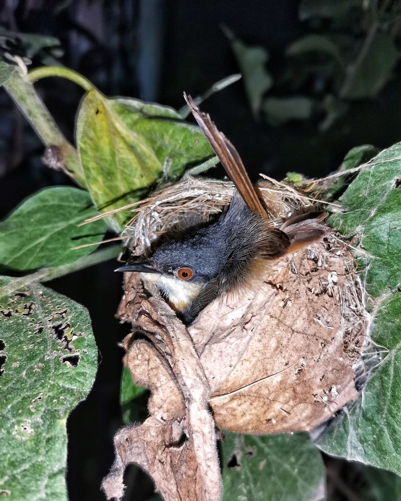 Photograph by Anil Yadav