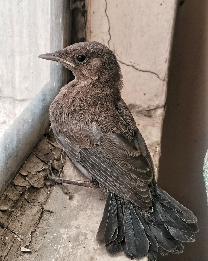 Photograph by Anil Yadav