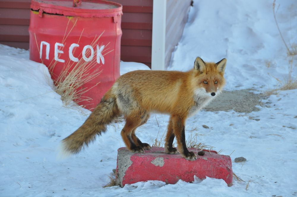 Photograph by Евгений Захаров