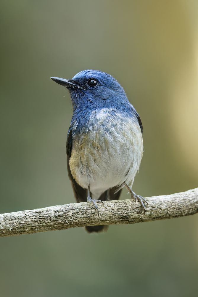 Photograph by Nguyen Van Thanh