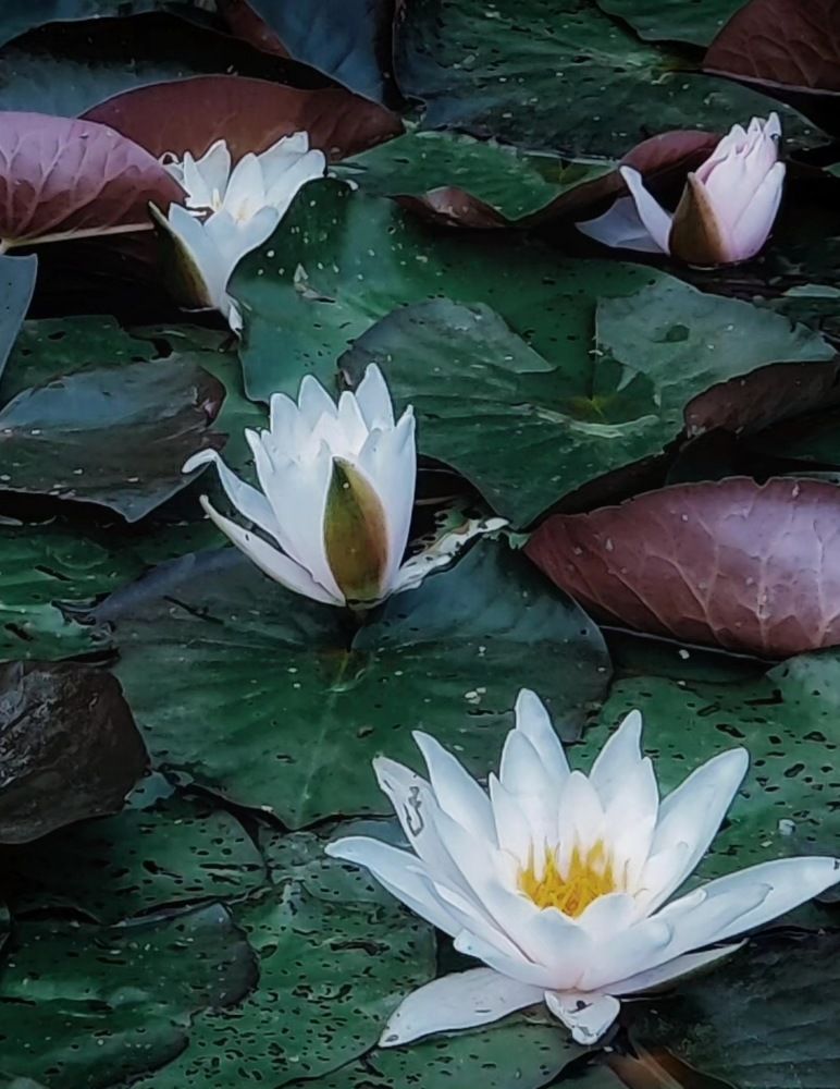 Photograph by Татьяна Гулакова